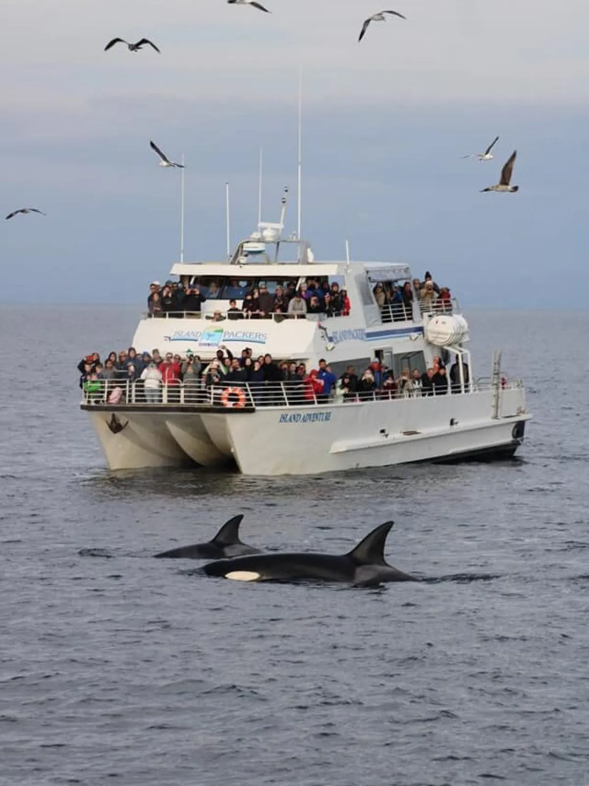 a flock of seagulls flying over a body of water