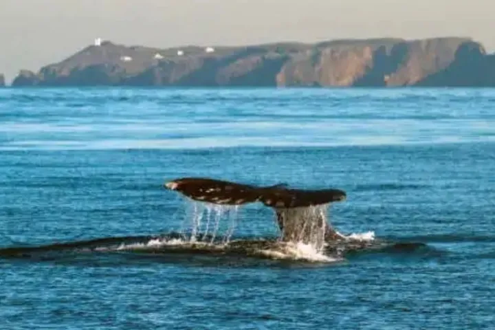 an animal swimming in the water