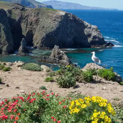 a flower that is sitting on a rock