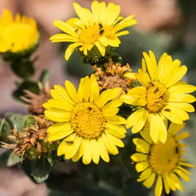 a close up of a flower