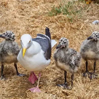 a group of sheep standing on top of dry grass