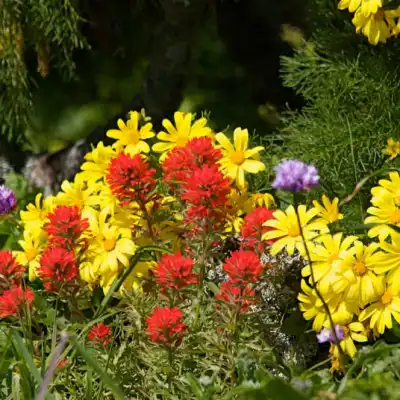a close up of a flower garden