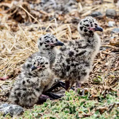 a bird standing on top of a grass covered field