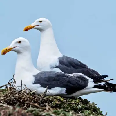 a flock of seagulls standing next to a body of water
