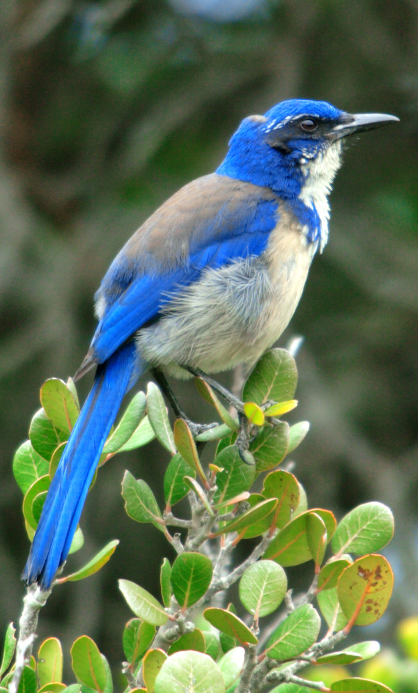 a small blue bird perched on a tree branch