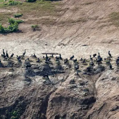a flock of seagulls standing on a rocky beach