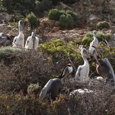 a flock of birds sitting on top of a grass covered field