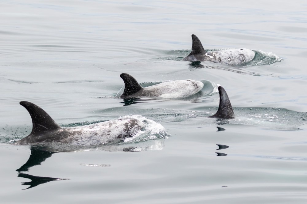 a dolphin swimming in a body of water
