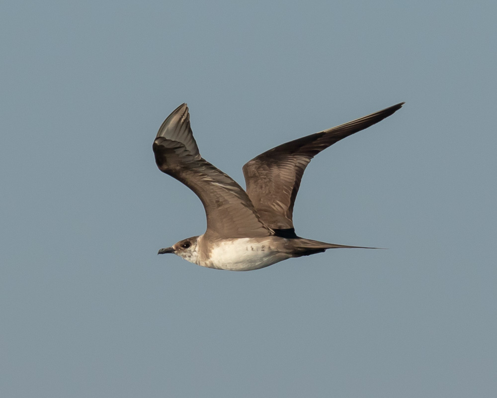 a bird flying over a body of water