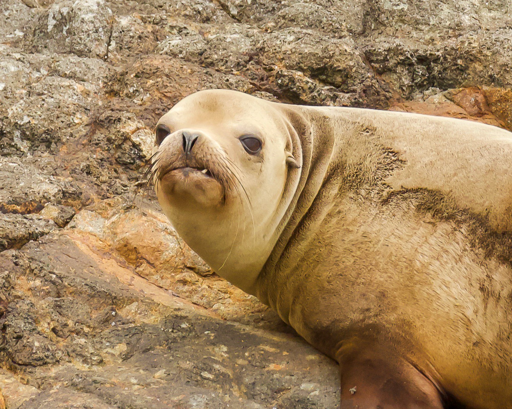 a close up of a seal on a rock