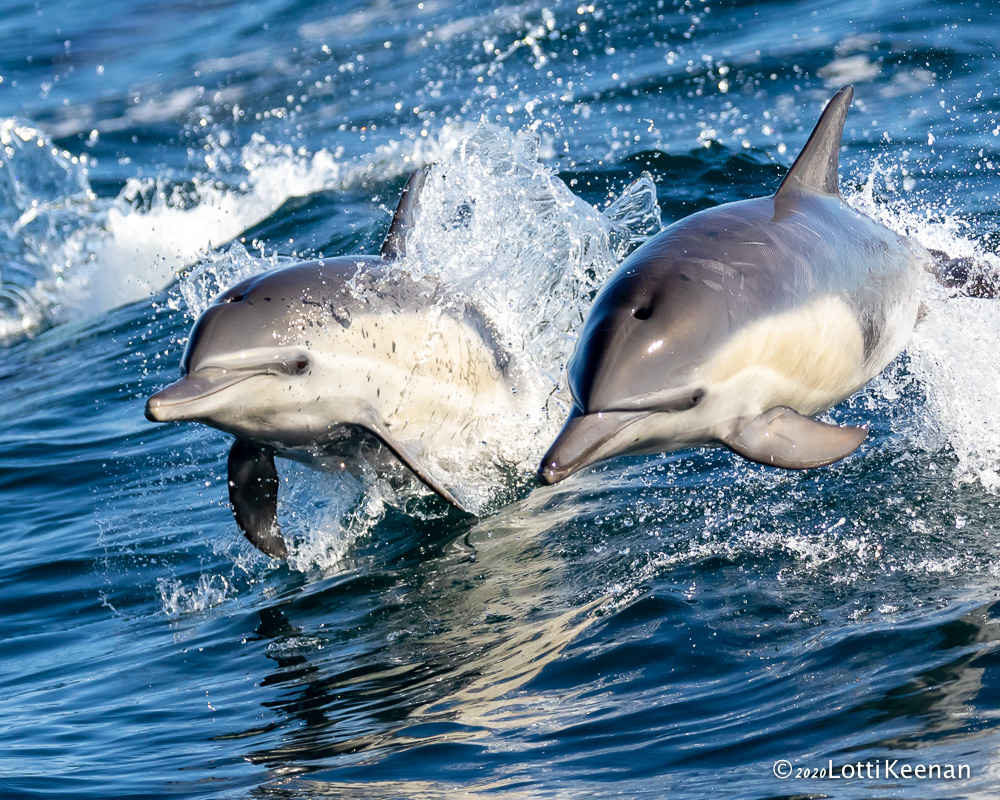 a dolphin swimming in a body of water