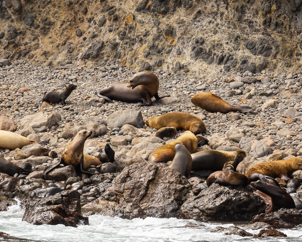 a seal lying on the ground
