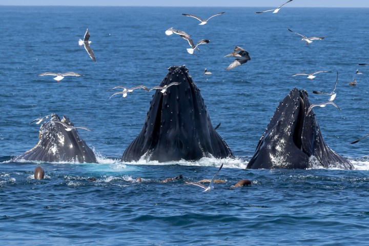 a flock of seagulls flying over a body of water