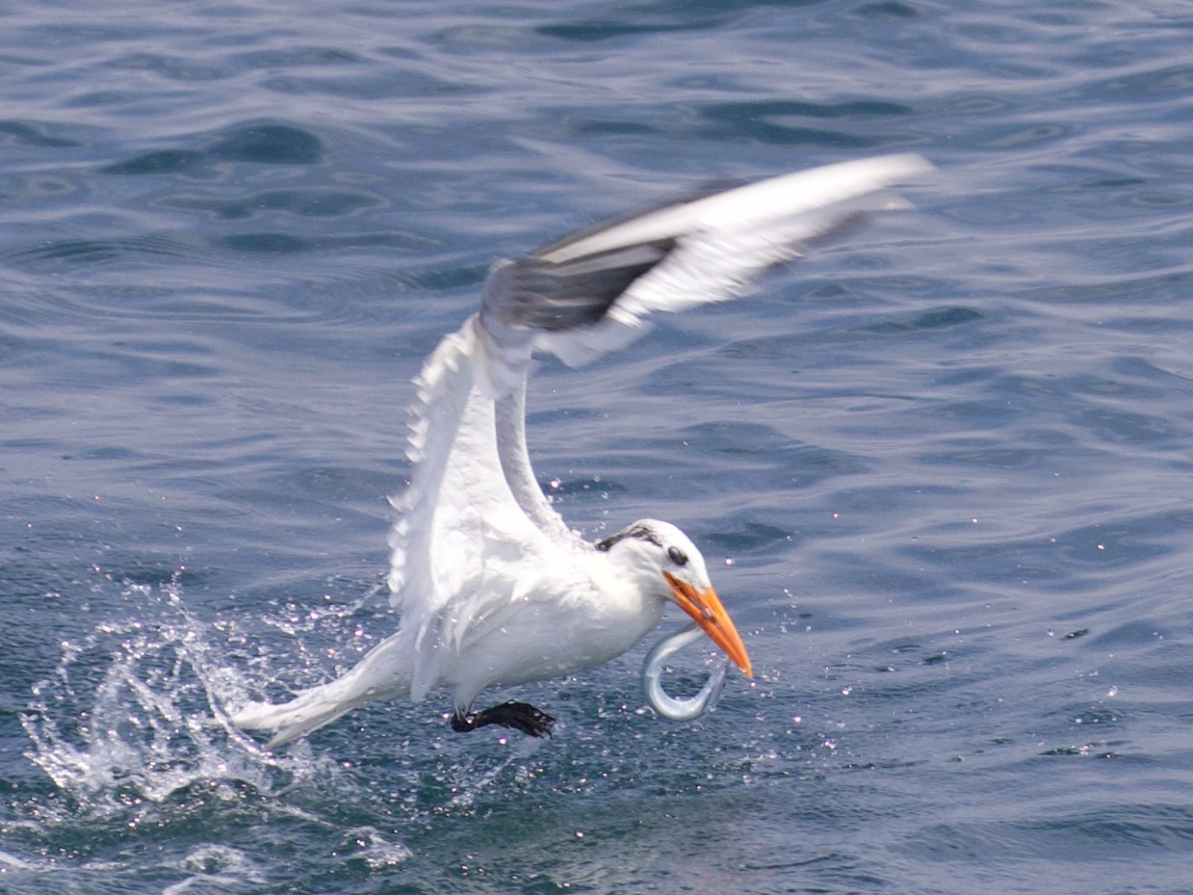 a bird flying over a body of water