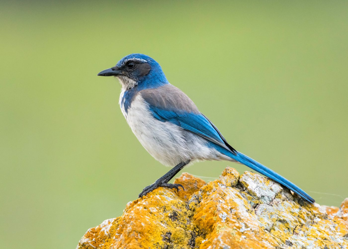 a small blue bird perched on a branch