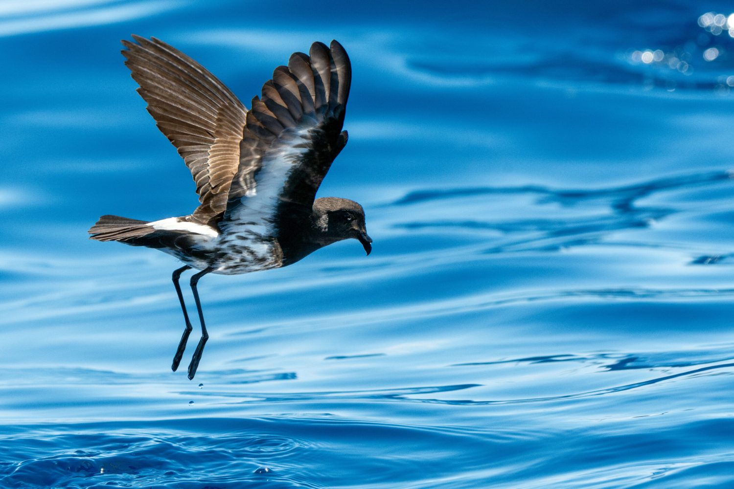 a bird flying over a body of water