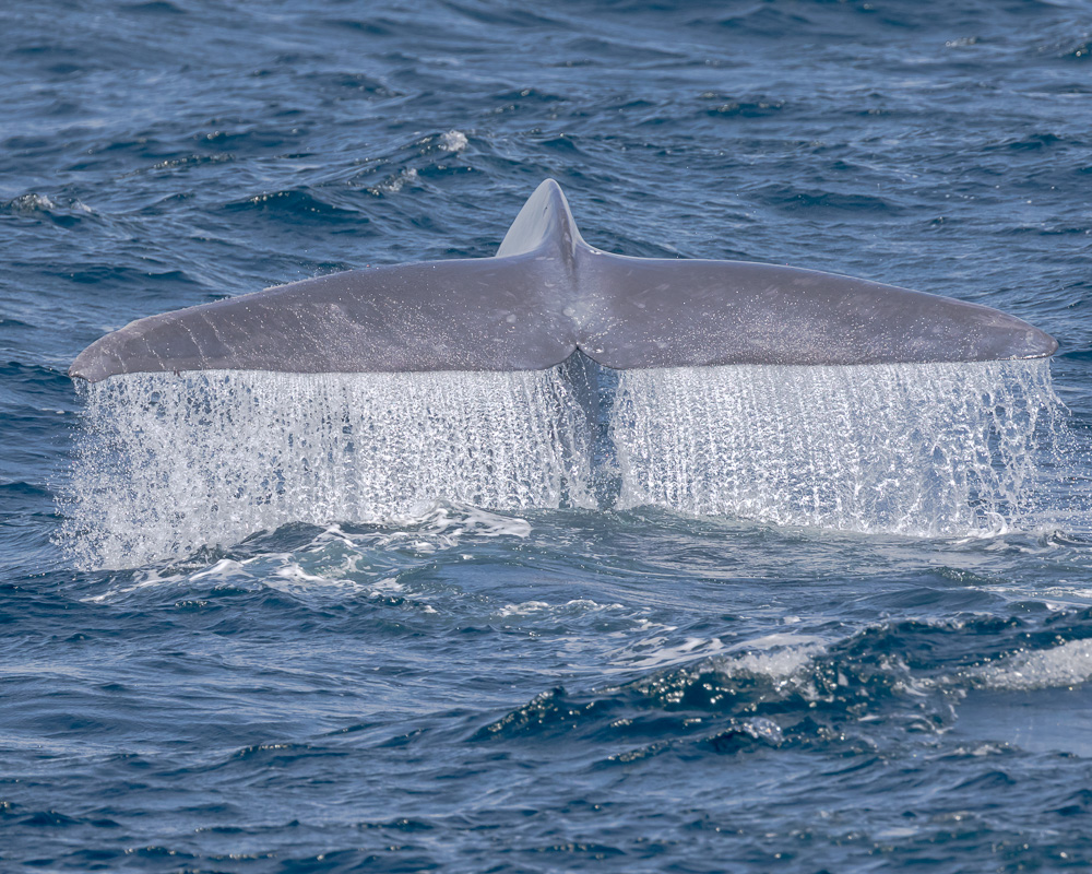 a whale jumping out of the water