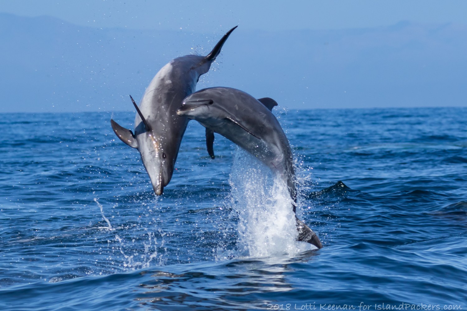 a dolphin jumping out of the water