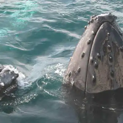 an animal swimming in the water