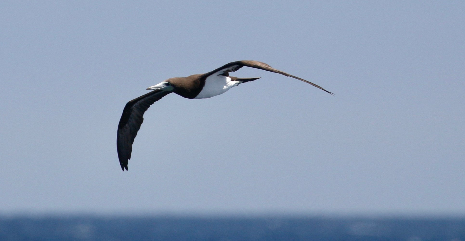 a bird flying over a body of water
