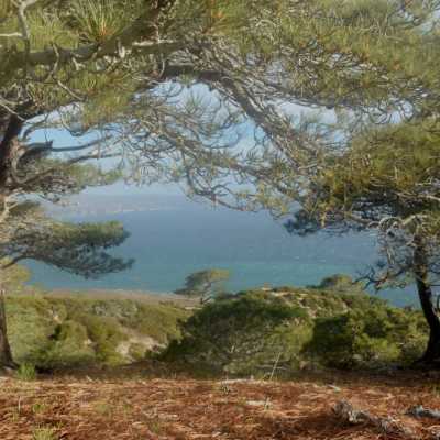 a tree on a grassy hill