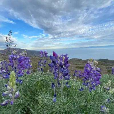 a purple flower in a field
