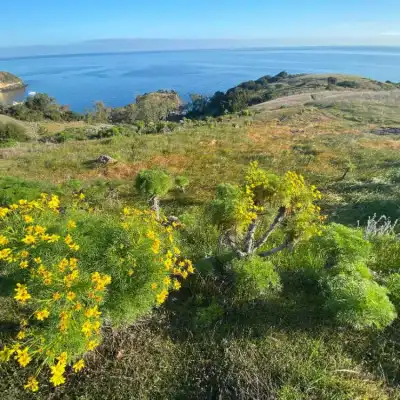 a flower is standing on a lush green hillside