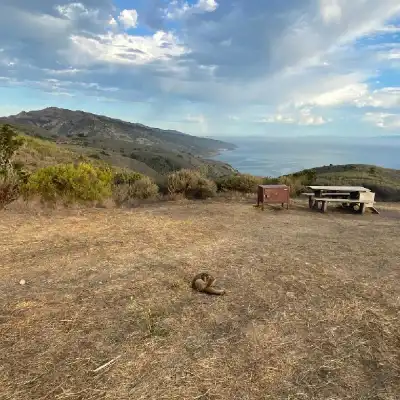 a close up of a dry grass field