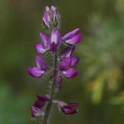 a close up of a flower