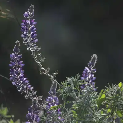 a vase with a purple flower