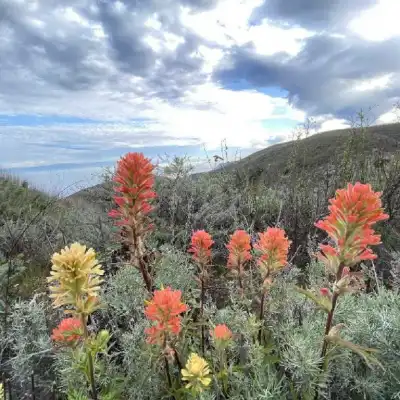 a cactus in a garden