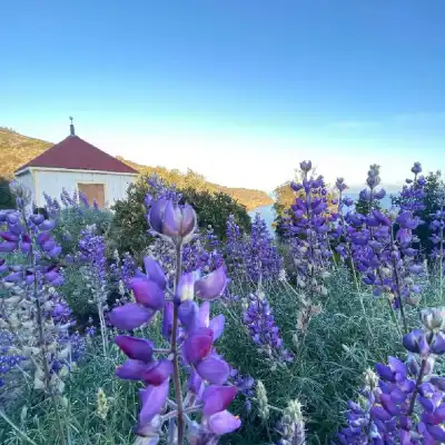 a vase filled with purple flowers
