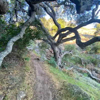 a close up of a tree