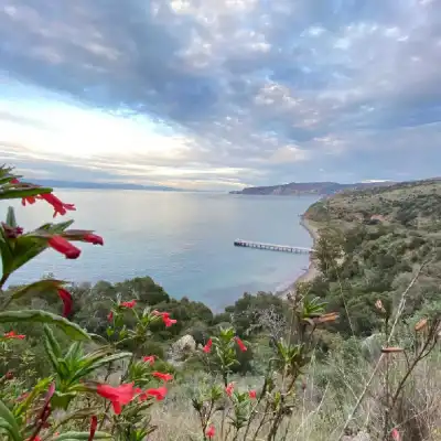 a tree next to a body of water