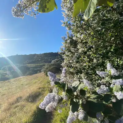 a tree with a mountain in the background