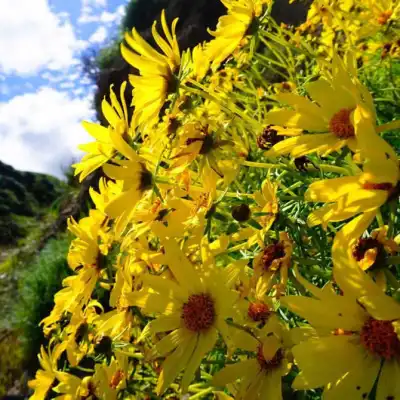 a close up of a flower
