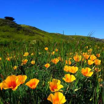 a vase of flowers sitting on top of a grass covered field