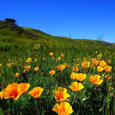 a vase of flowers sitting on top of a grass covered field