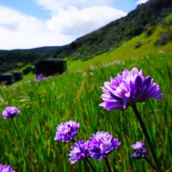 a purple flower in a field