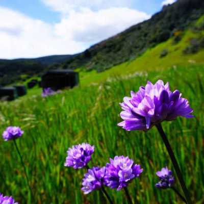 a purple flower in a field