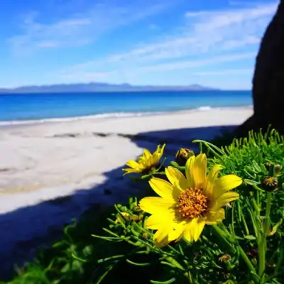 a close up of a flower
