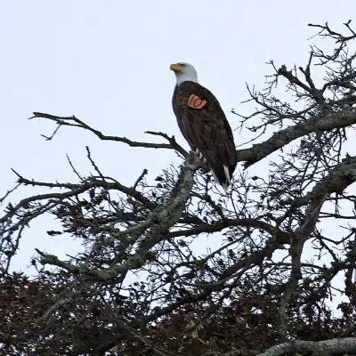a bird perched on a tree branch