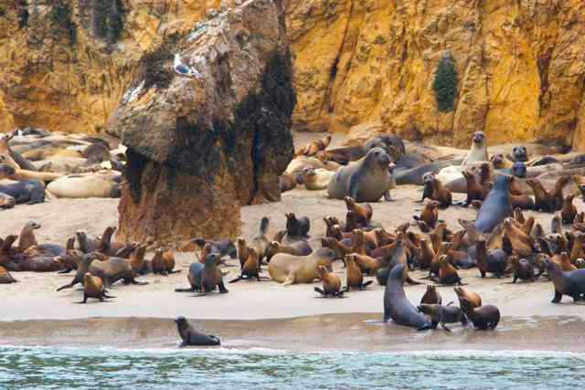 a seal on a rock next to water