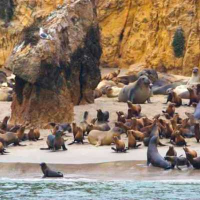 a seal on a rock next to water