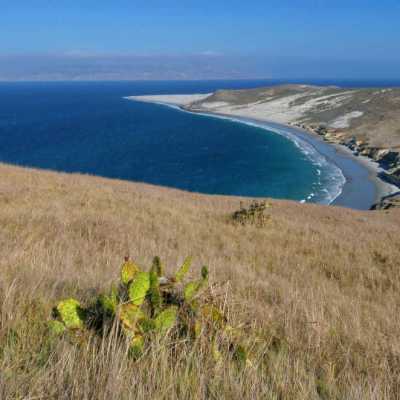a close up of a dry grass field