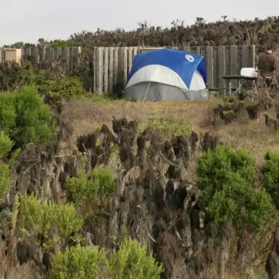 a close up of an umbrella on the grass