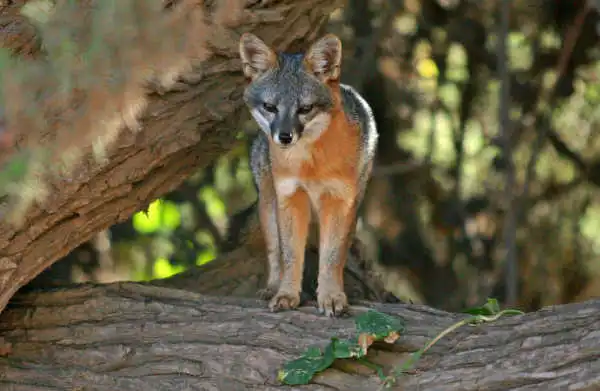a fox sitting on a branch