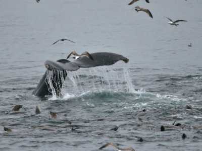 a flock of seagulls flying over a body of water
