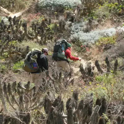 a group of people in a forest