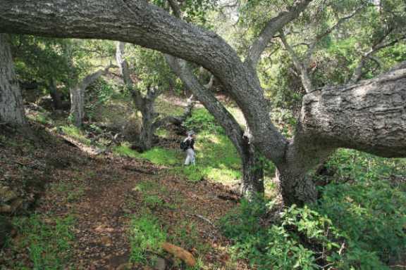 a large tree in a forest